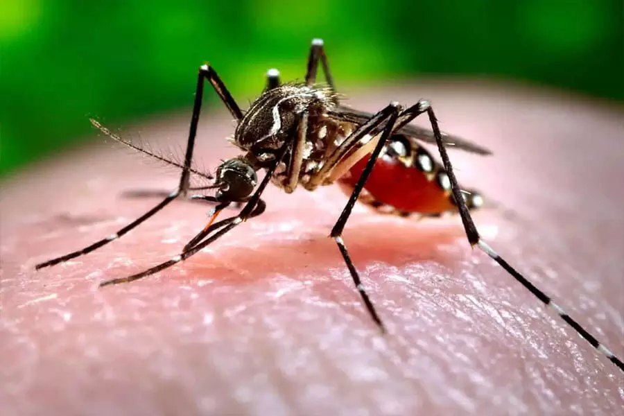 Monsoon के कारण डेंगू के मामलों में वृद्धि: डॉक्टरों ने सावधानी बरतने और समय रहते जांच कराने की सलाह दी