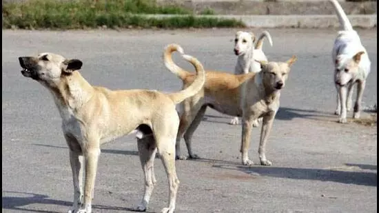 Pune Municipal Corporation कुत्तों के लिए जियोटैग्ड क्यूआर कोड का उपयोग करेगा
