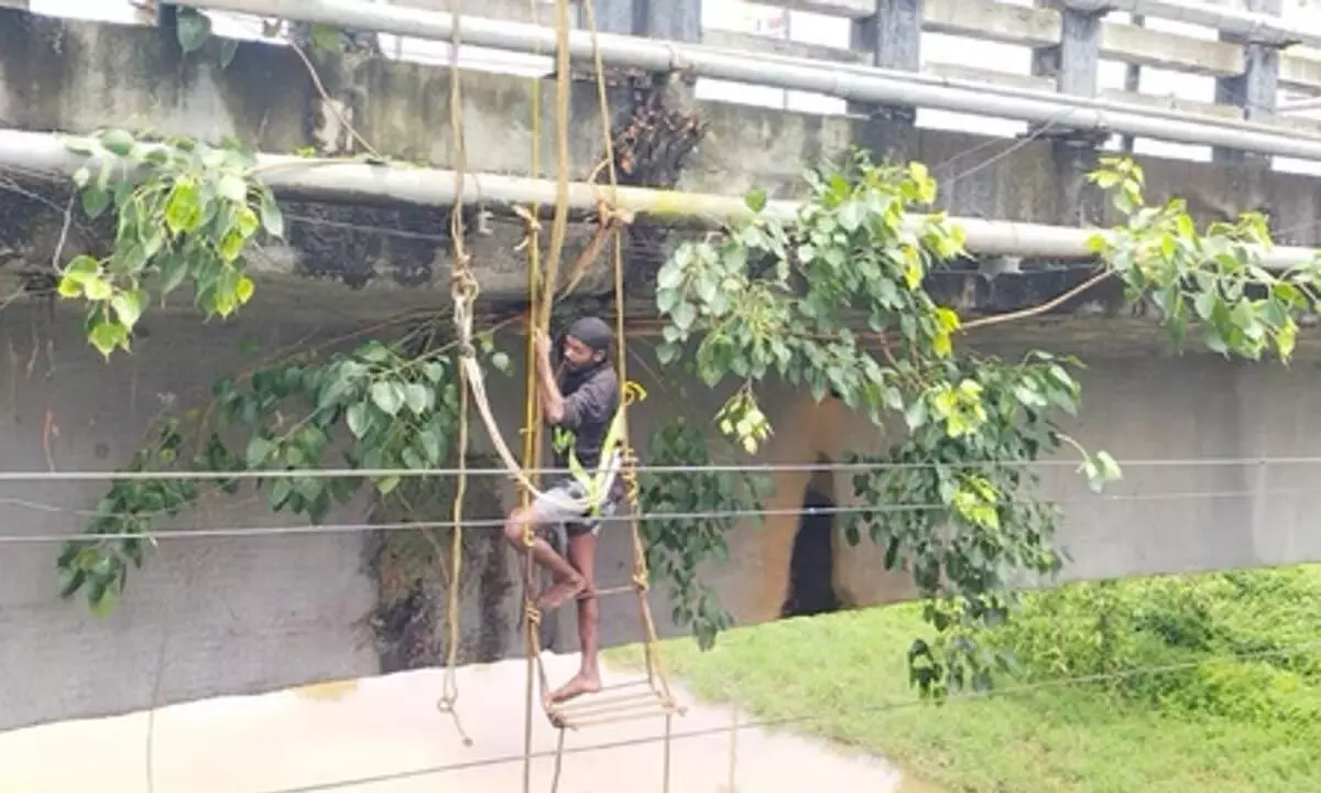 एनएचएआई ने पुनालुर पुल के नीचे से पौधों को हटाना शुरू किया