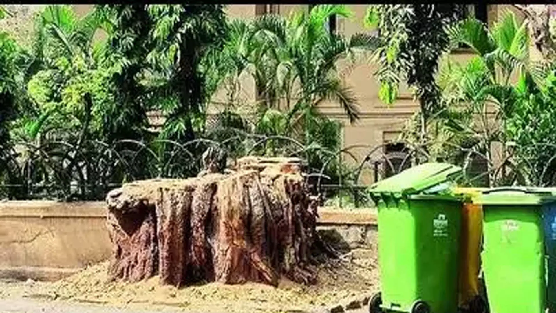 Mumbai News :  मालाबार हिल निवासियों ने पेड़ों की अवैज्ञानिक कटाई का आरोप लगाया