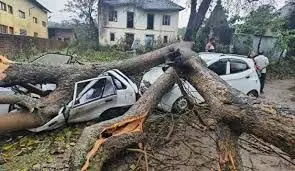 Haryana News:  पेड़ गिरने से कई गाड़ियां और मकान हुए क्षतिग्रस्त