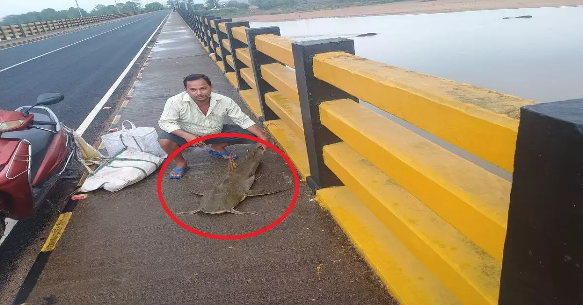 Odisha में पकड़ी गई दुर्लभ मछली, वजन लगभग 40 किलोग्राम