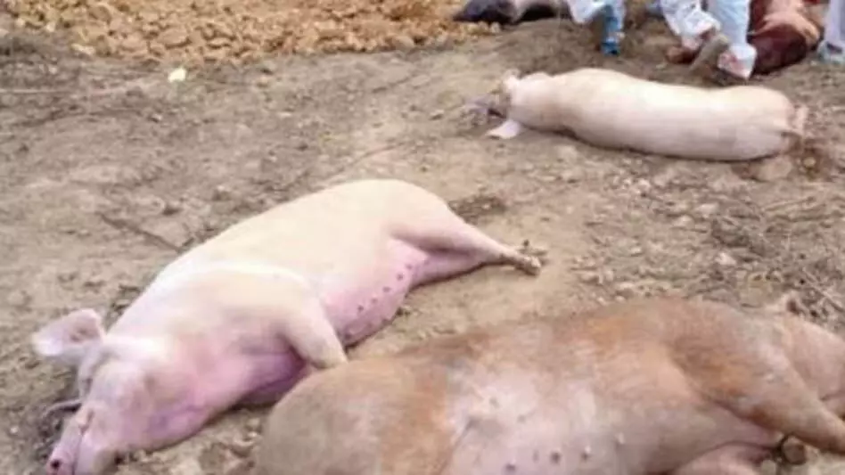 MIZORAM में अफ्रीकी स्वाइन फीवर के कारण छह महीने में 3,950 सूअरों की मौत