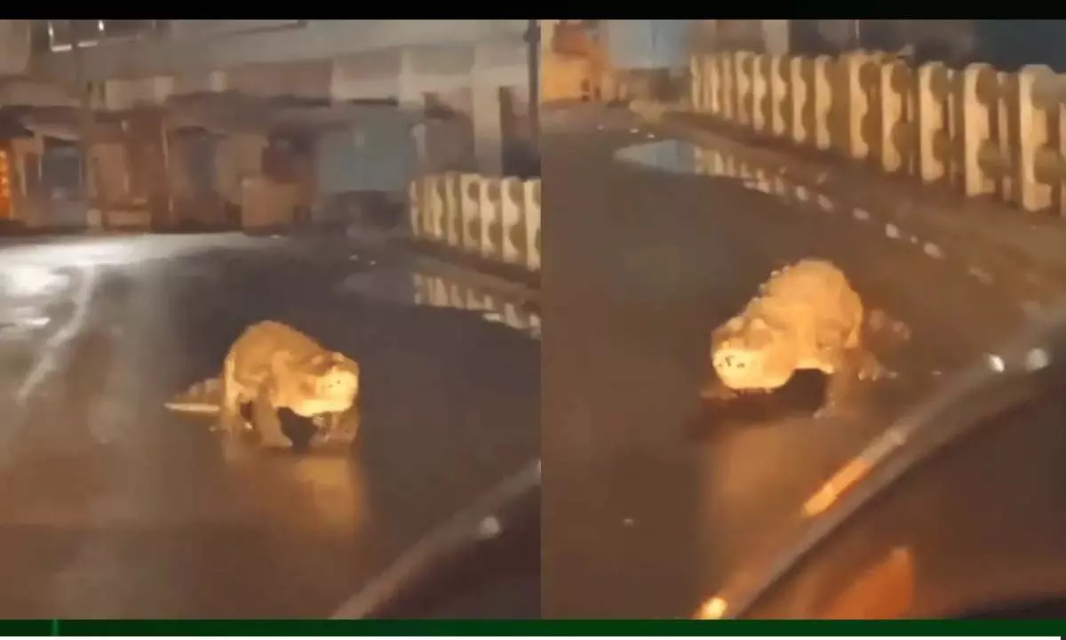 Huge crocodile: महाराष्ट्र सड़कों पर विशाल मगरमच्छ ने कब्जा किया| वायरल वीडियो