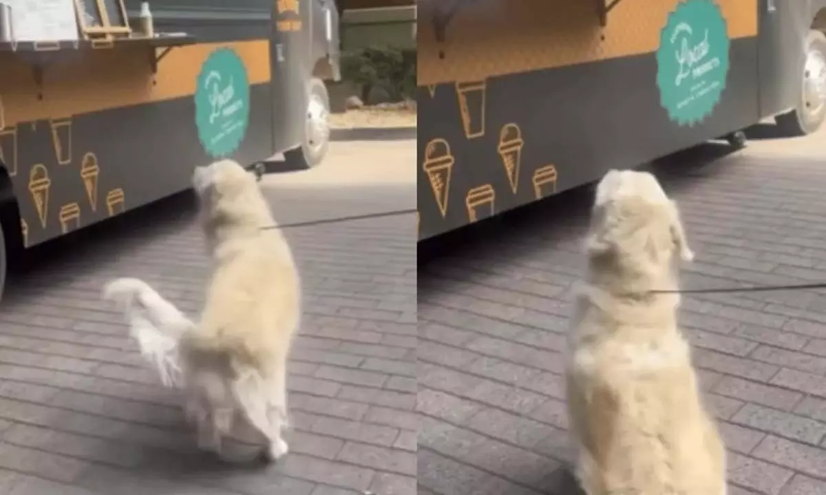 viral कुत्ते का आइसक्रीम ऑर्डर प्यारा पोस्ट हुआ वायरल