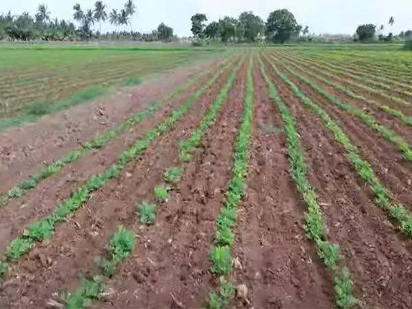 Gujarat में बड़े पैमाने पर प्राकृतिक खेती अपना रहे किसान