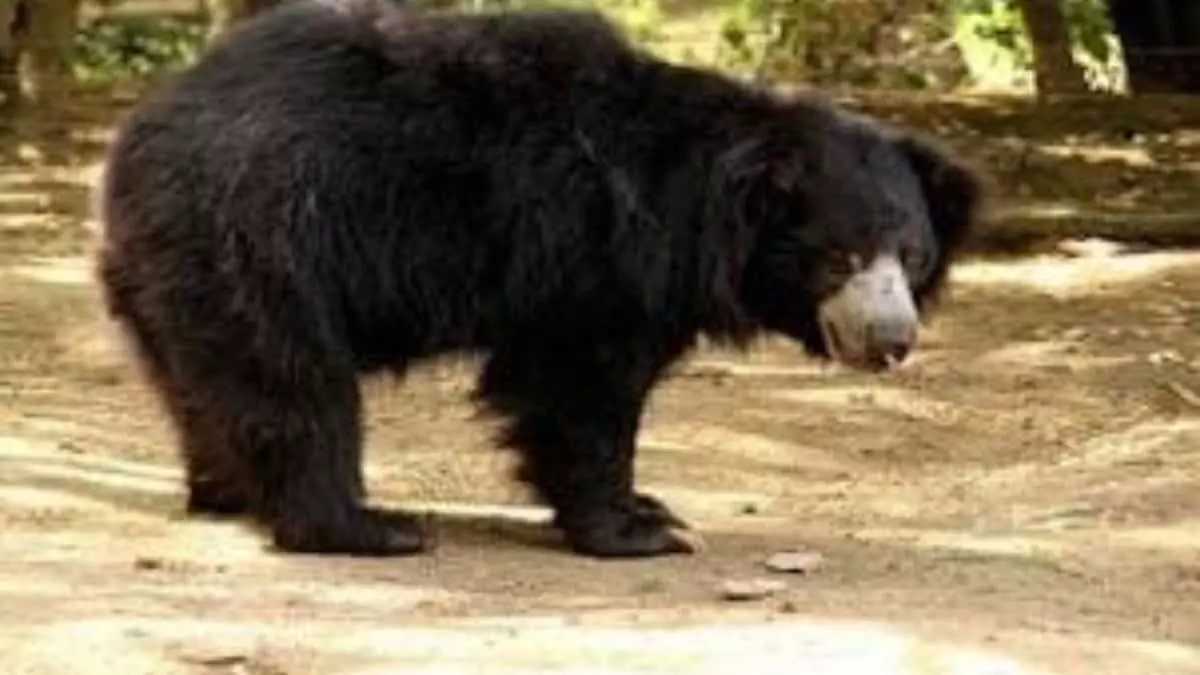 Rangori: महिला पर भालू ने किया जानलेवा हमला
