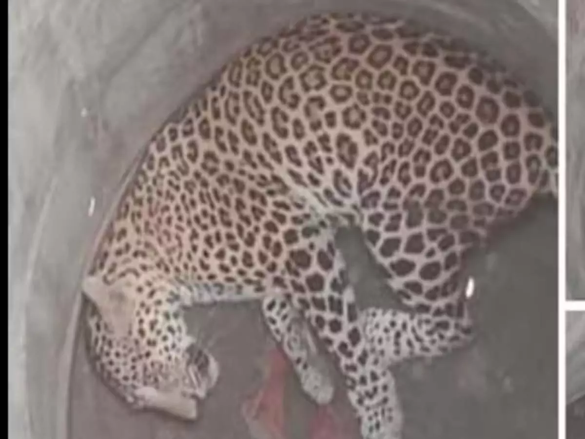 कार्डियक शॉक से Leopard की मौत, पीएम रिपोर्ट देखकर हैरत में पड़े वन अफसर