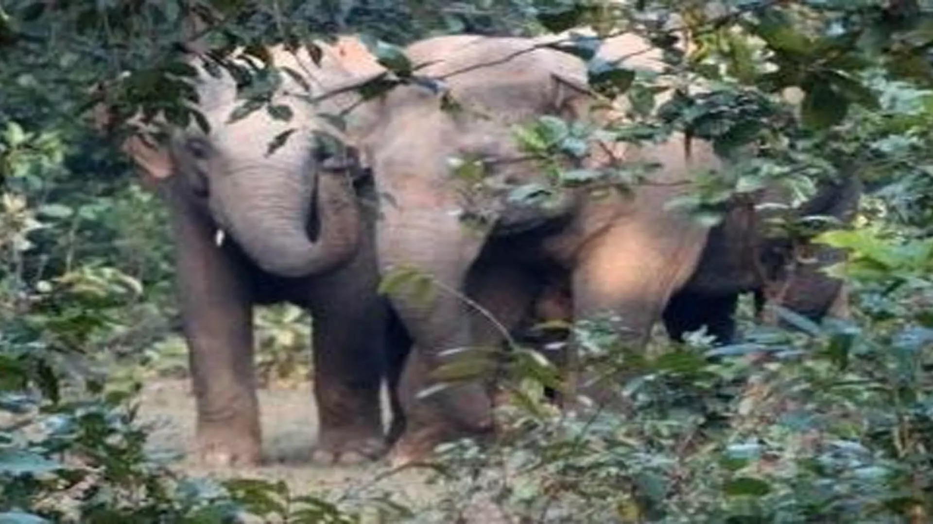Odisha News : हाथियों के हमलों में 2 लोगो  मौत