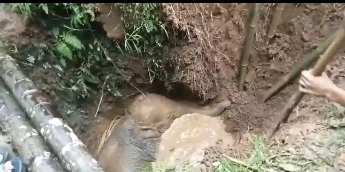 Assam news : पश्चिमी कार्बी आंगलोंग जिले में ग्रामीणों द्वारा कुएं से जंगली हाथी को बचाया गया