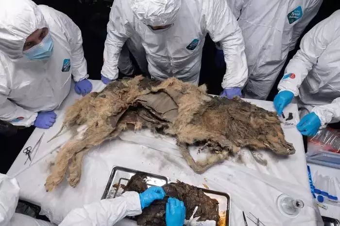 Science: 44,000 वर्षों से संरक्षित साइबेरियाई भेड़िये में प्राचीन वायरस
