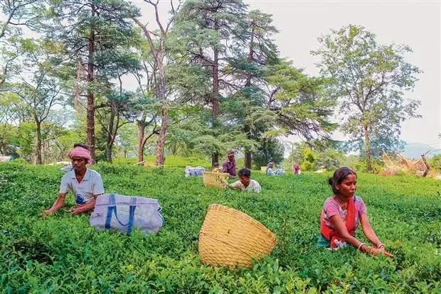 Himachal : मई, जून में सूखे के कारण कांगड़ा में चाय उत्पादन प्रभावित हुआ