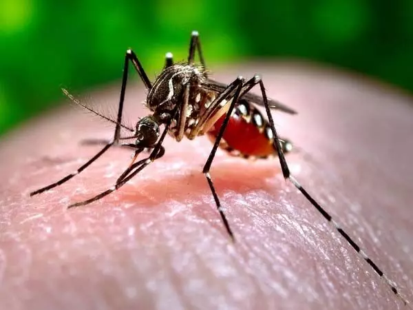 Zika virus : पुणे में जीका वायरस का प्रसार जारी, दो और मामले सामने आए