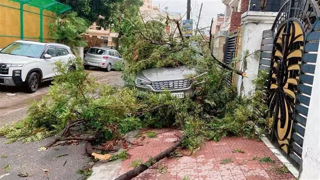 HARYANA :  यमुनानगर में तेज हवाओं और बारिश से पेड़ उखड़ गए