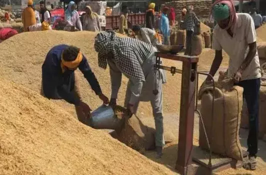 Patna: शेखपुरा में सरकारी दर पर महज दो फीसदी हुई गेहूं की खरीदारी