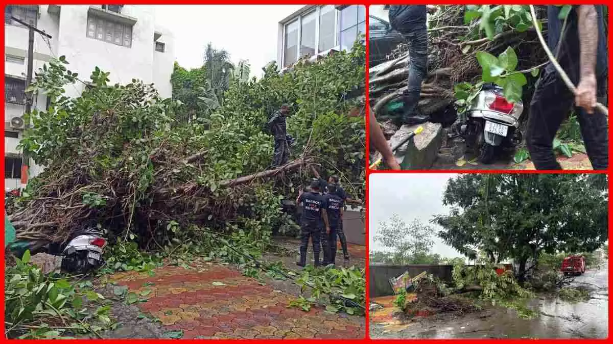Bardoli में मेघराजा की तूफानी बल्लेबाजी, कई पेड़ गिरे, दीवार गिरने से कारें क्षतिग्रस्त