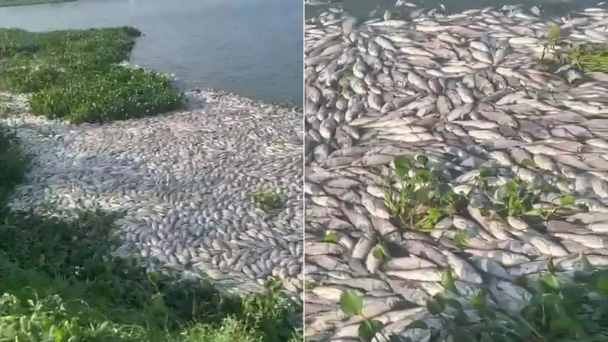 Telangana: झील के किनारे मिलीं 10 हजार किलो मरी मछलियां