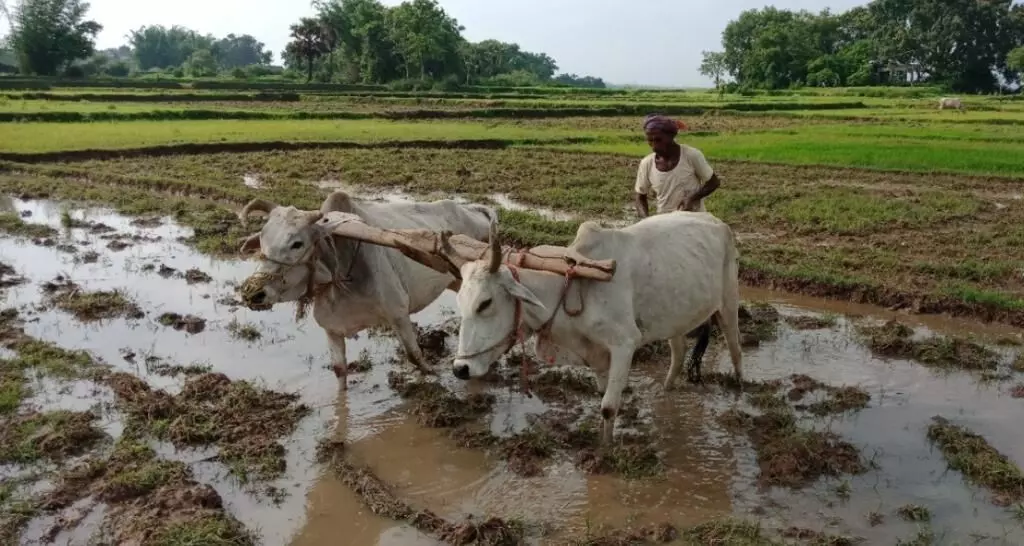 Simdega : बारिश से किसानों के चेहरे खिले, कृषि कार्य में तेजी