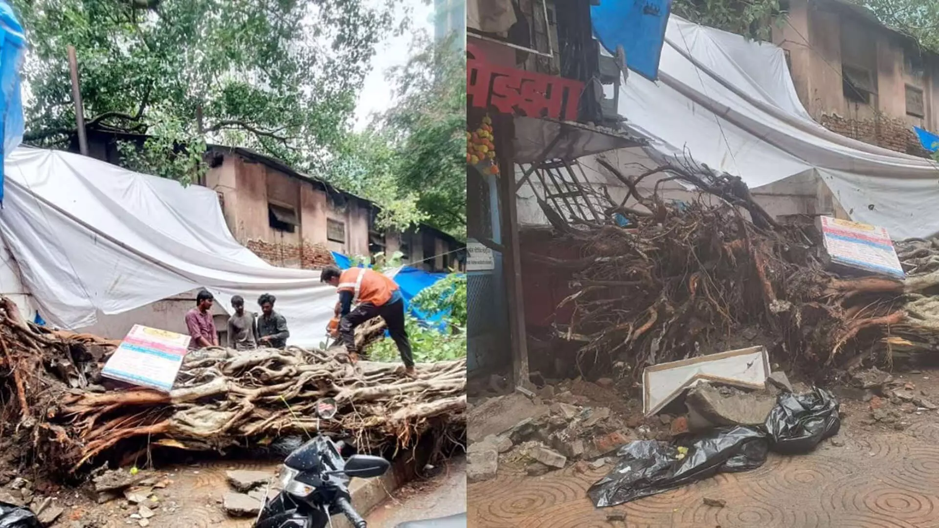 Mumbai: बरगद का पेड़ गिरने से महिला की मौत; 24 घंटे में दूसरी मौत की खबर