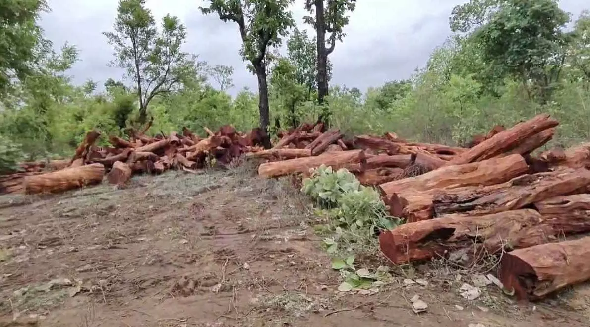 CG Breaking: जंगलों में हो रही पेड़ों की अवैध कटाई, तस्कर हुए बेखौफ