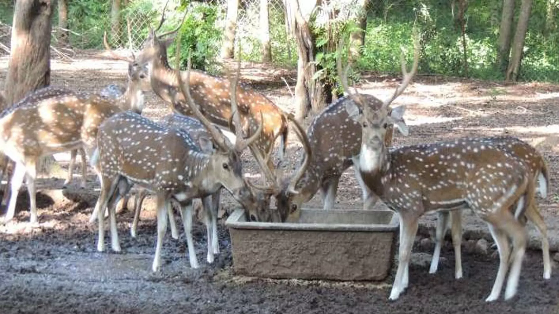 Odisha News : ओडिशा अतिसंकुलित पार्क से 64 हिरणों को स्थानांतरित करेगा