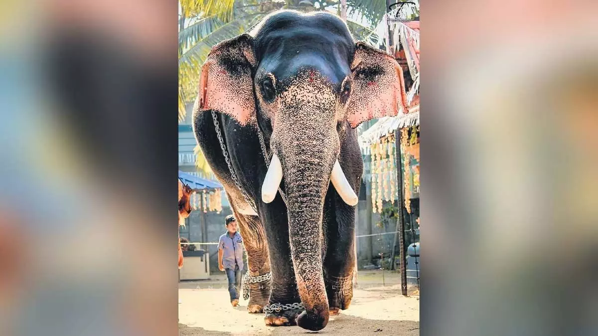 Kerala : गुरुवायुर नंदन केरल का ‘सबसे भारी’ हाथी