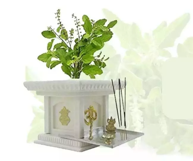 Tulsi Puja Niyam: तुलसी पौधे के पास रखें ये चीजें खुशियों से भर जाएगा घर