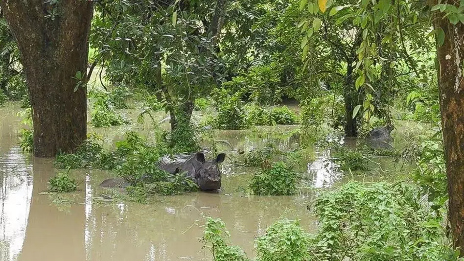 ASSAM NEWS :   काजीरंगा राष्ट्रीय उद्यान में बाढ़ से चार जानवर मरे, 24 बचाए गए