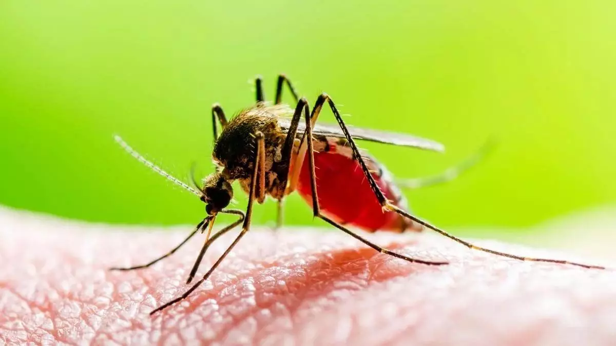 Zika virus महाराष्ट्र में आठ मामले सामने दी चेतावनी