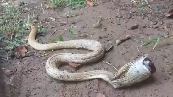 Cobra को खांसी की दवा की बोतल निगलने के बाद सांस लेने में संघर्ष