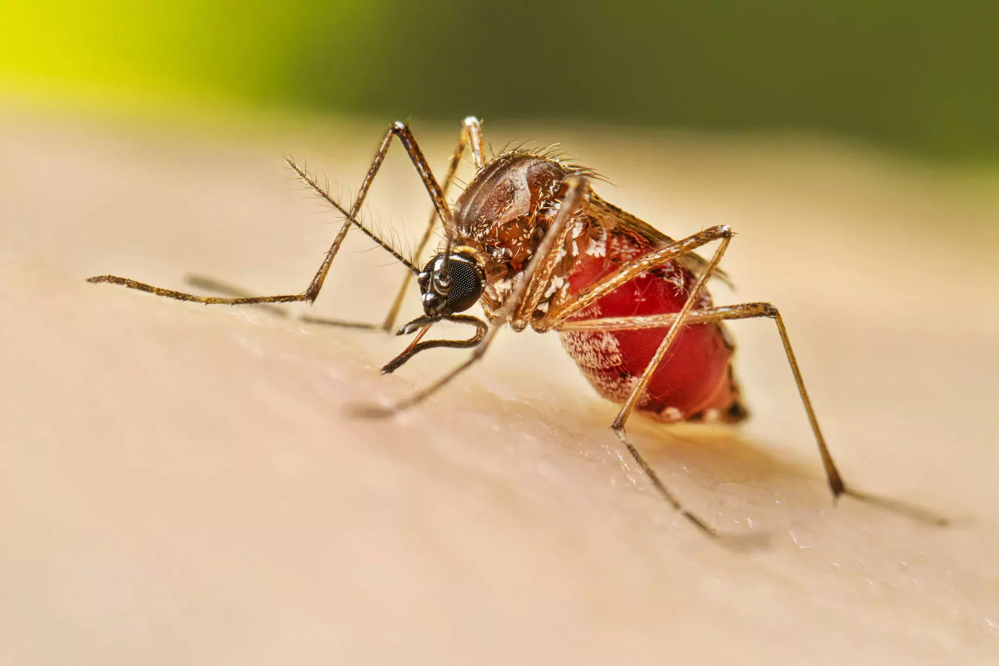 Dengue के रोकथाम के लिए स्वास्थ्य विभाग ने जारी की एडवाईजरी