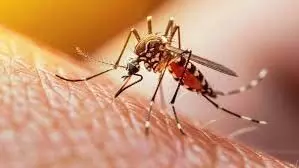 Dengue: Dengue से बचाव के लिए क्या करें क्या नहीं जानिए