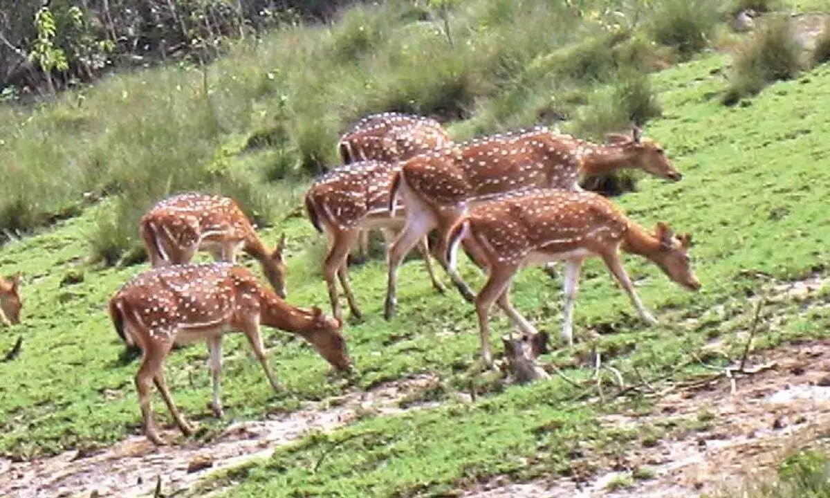 Odisha News: तपतापानी से 72 जानवरों को चंदका वन्यजीव अभयारण्य में स्थानांतरित किया जाएगा