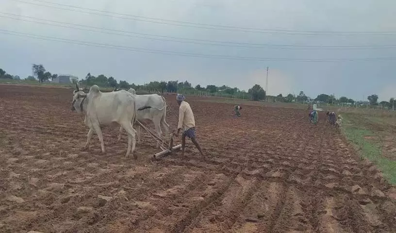 Telangana News: लगातार सूखे के कारण मेडक सिद्दीपेट के कपास किसान चिंतित