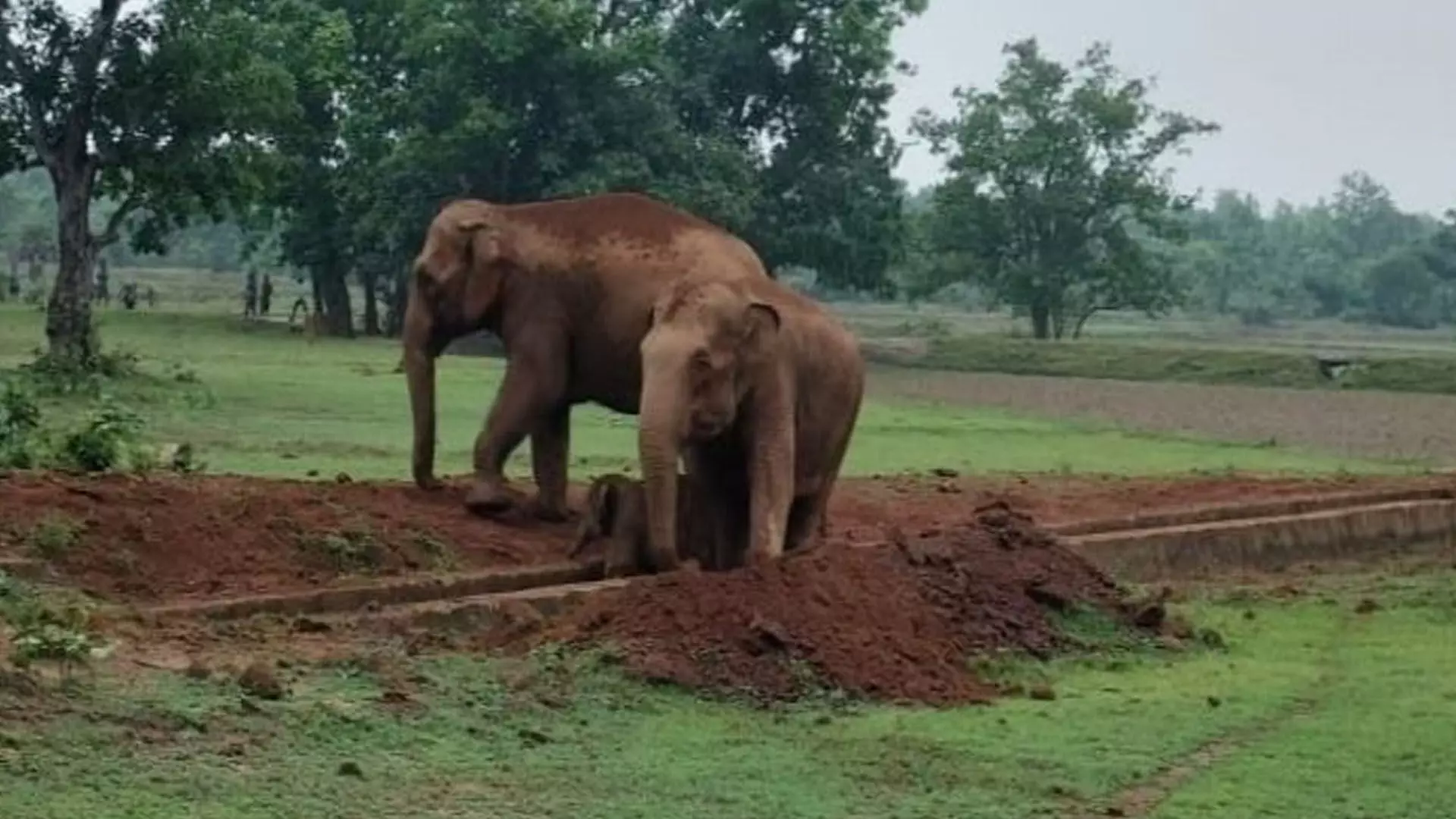 Odisha News: तीन घंटे के ऑपरेशन के बाद नहर से विशालकाय बछड़ा बचाया गया