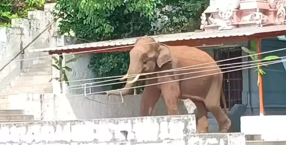 COIMBATORE: इरोड के कई मंदिरों में हाथियों का आतंक