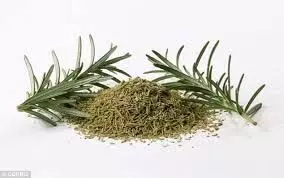 Rosemary : रोजमेरी के फायदे जानिए