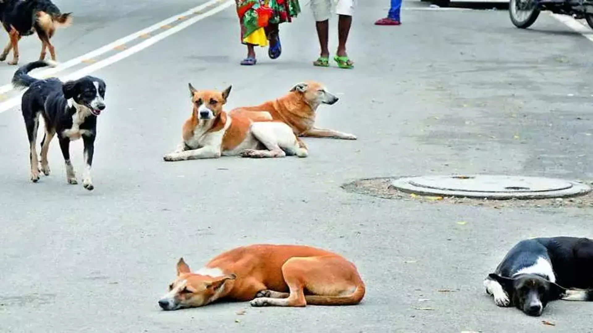 Hyderabad: आवारा कुत्तों का आतंक फिर लोगों को कर रहा परेशान