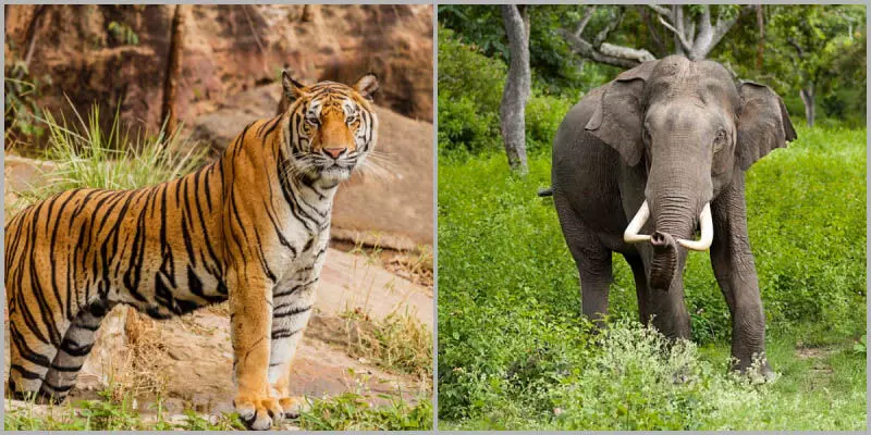 घटनाओं में Tiger and Elephant  के हमले में दो लोगों की मौत