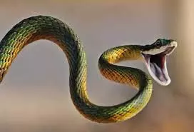 Snake Repellent Plant: बारिश में नहीं घुसेगा चोरी से घर में सांप, जब लगा लेंगे अजीब सी गंध वाला ये पौधा,