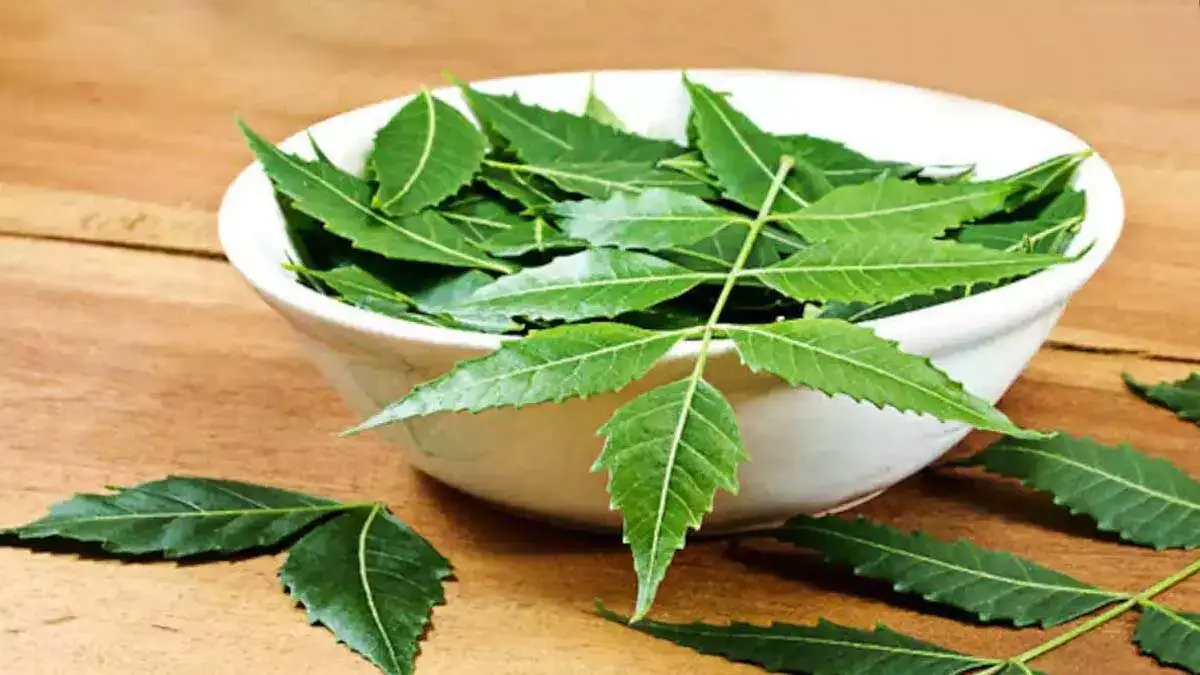 Neem leaves: नीम की पत्ती ही नहीं इसकी डंडी भी है गुणकारी जाने कैसे