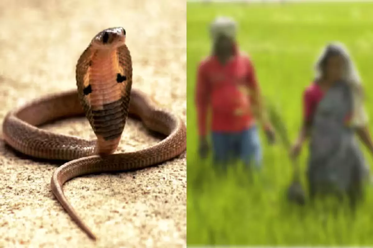 Snake ने आदमी को काटा