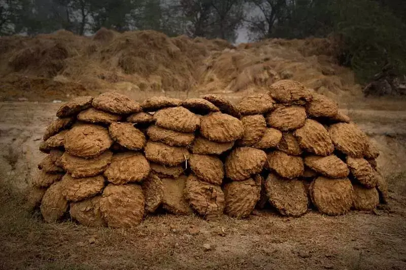 Cow dung: गोबर के है ये 5 चौका देने वाले फायदे जाने