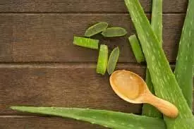 Aloe Vera: ग्वारपाठे का सेवन क्यों जरुरी है जाने