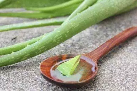 Aloe Vera: चेहरे की झुरिया कम करता है एलोवेरा जाने फायदे