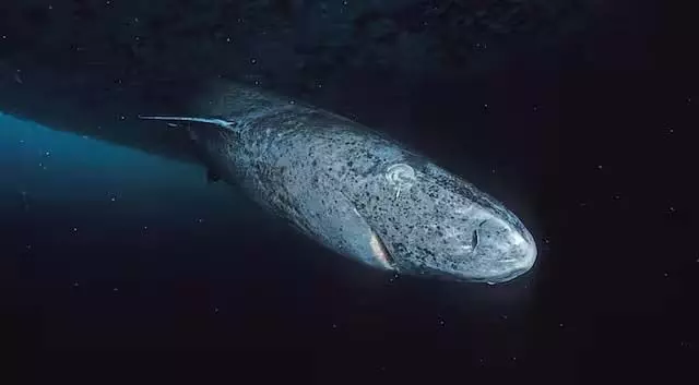 Greenland sharks 400 साल तक जीवित्ता खोज