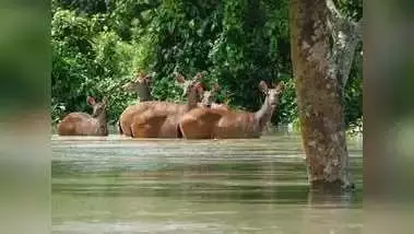 Assam में बाढ़ के चलते राष्ट्रीय उद्यान में 77 जंगली जानवरों की मौत