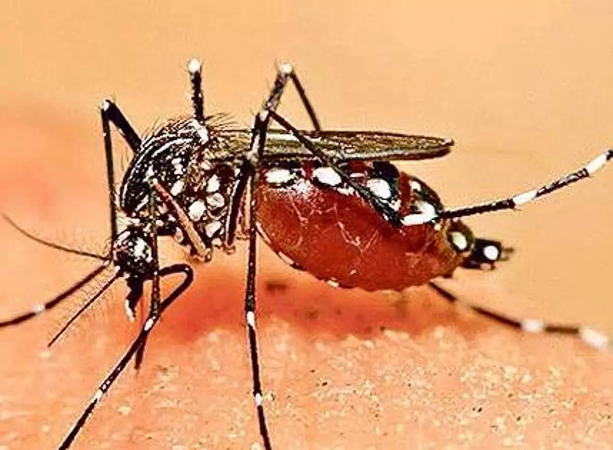 Telangana News: जून में डेंगू संक्रमण के 263 मलेरिया के 9 मामले