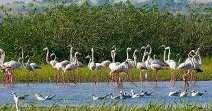Rajasthan: घना से कई प्रजाति के पक्षियों ने मुंह मोड़ा