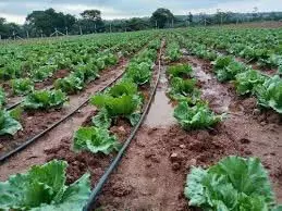 Tamil Nadu: के नीलगिरी में किसानों ने अपनाई आइसबर्ग लेट्यूस की खेती